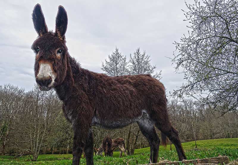 Eselkrankheiten wie die Erschöpfung von Großesel Alfredo sind nicht selten