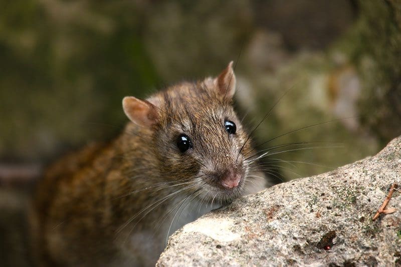 Tierische Gäste wie beispielsweise die Waldmaus suchen gerne Nahrungsreste